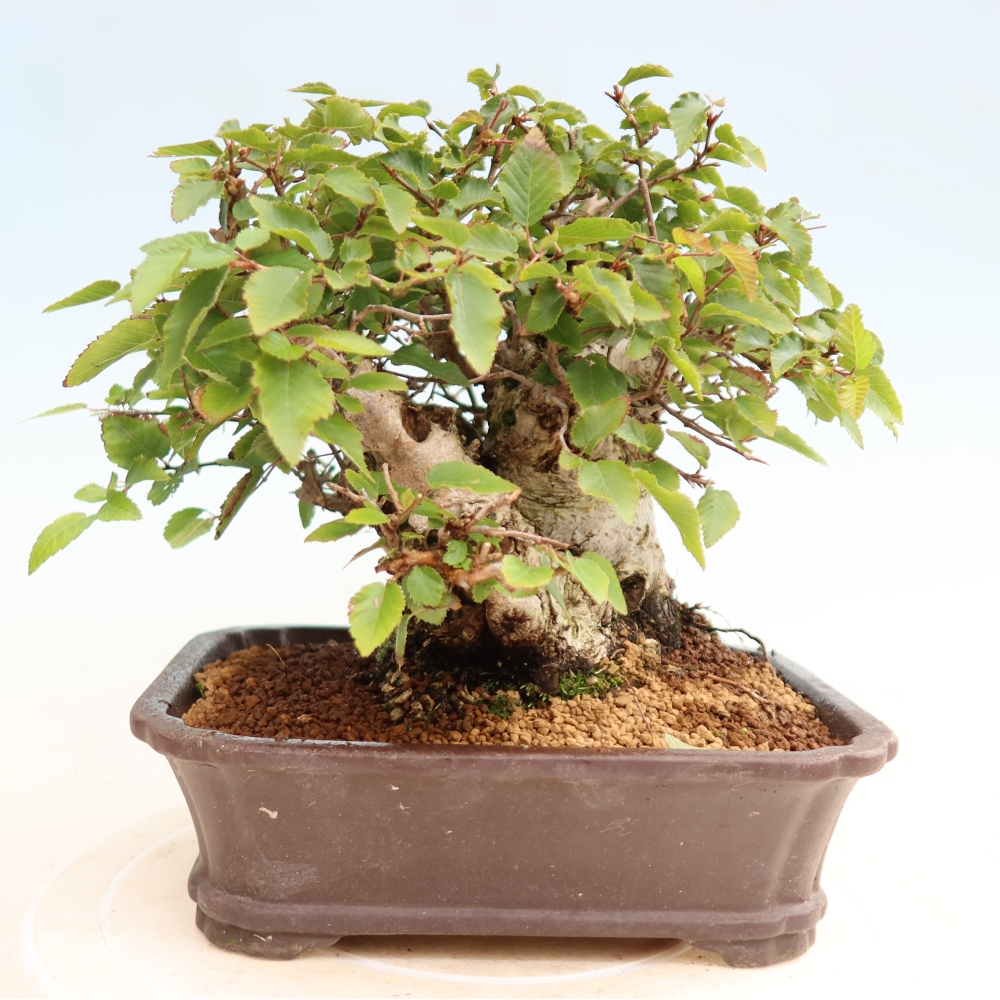 Vonkajšie bonsaje -Carpinus CARPINOIDES - Hrab kórejský