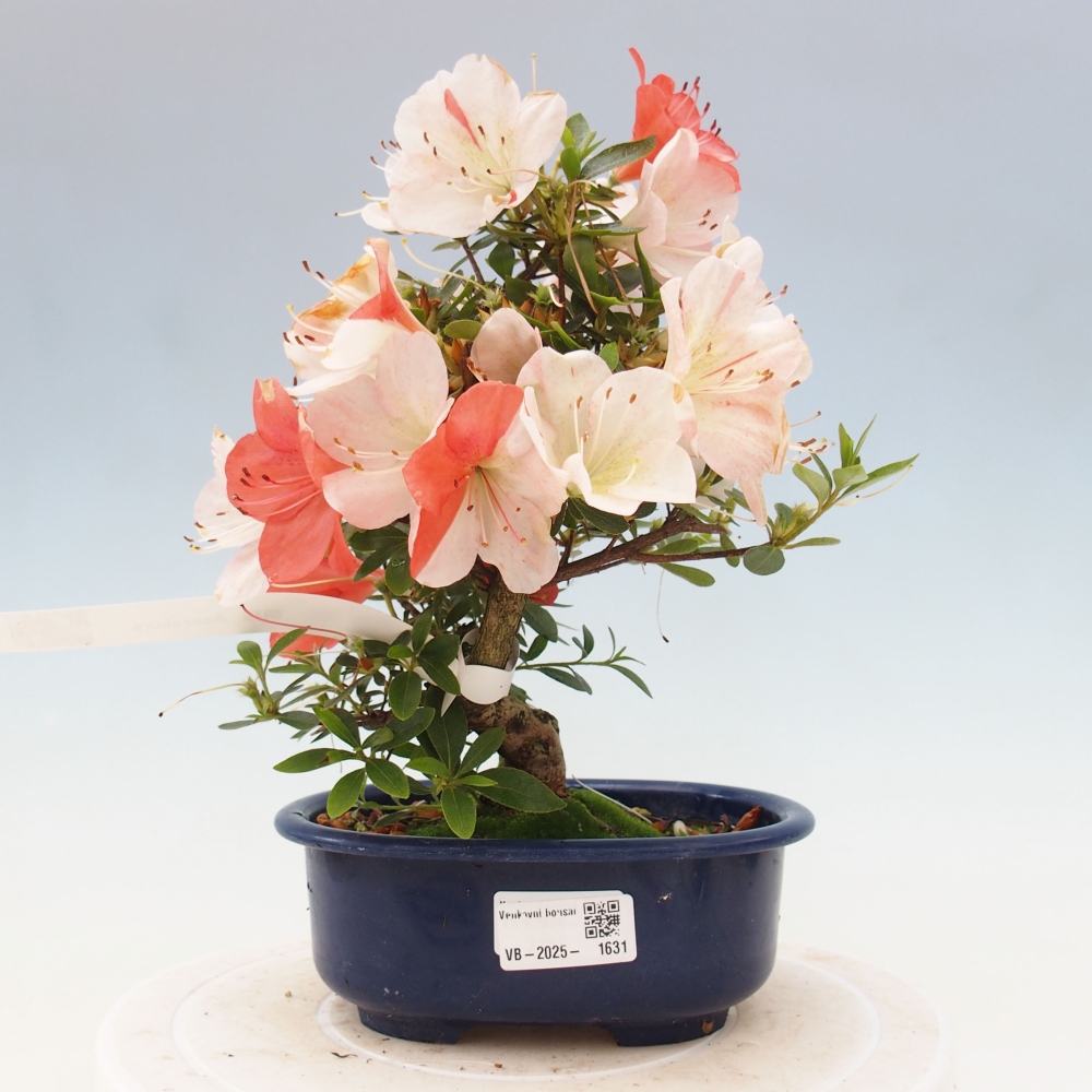 Vonkajší bonsai - Japonská azalka -  Azalea Asazakura