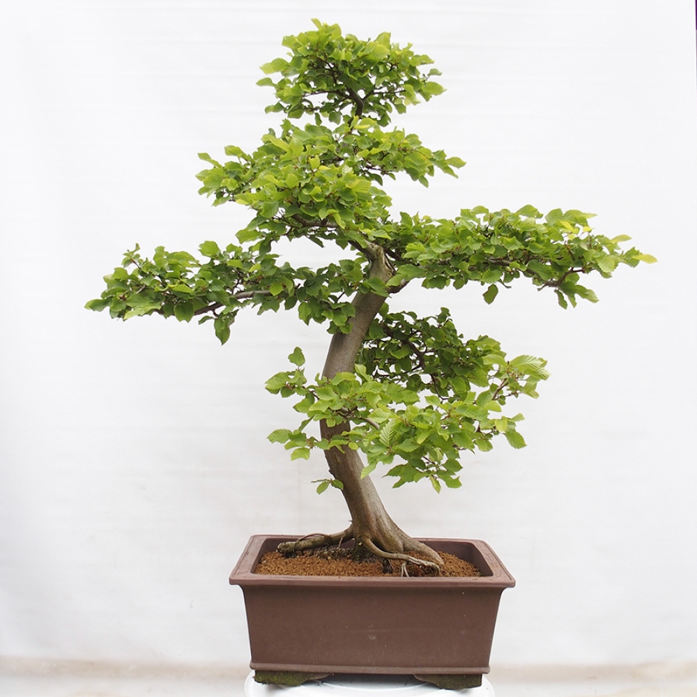 Vonkajší bonsai - Hrab obyčajný - Carpinus betulus