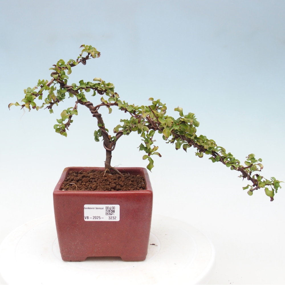 Vonkajšie bonsai - Chaneomeles s. Red Joy - Dulovec