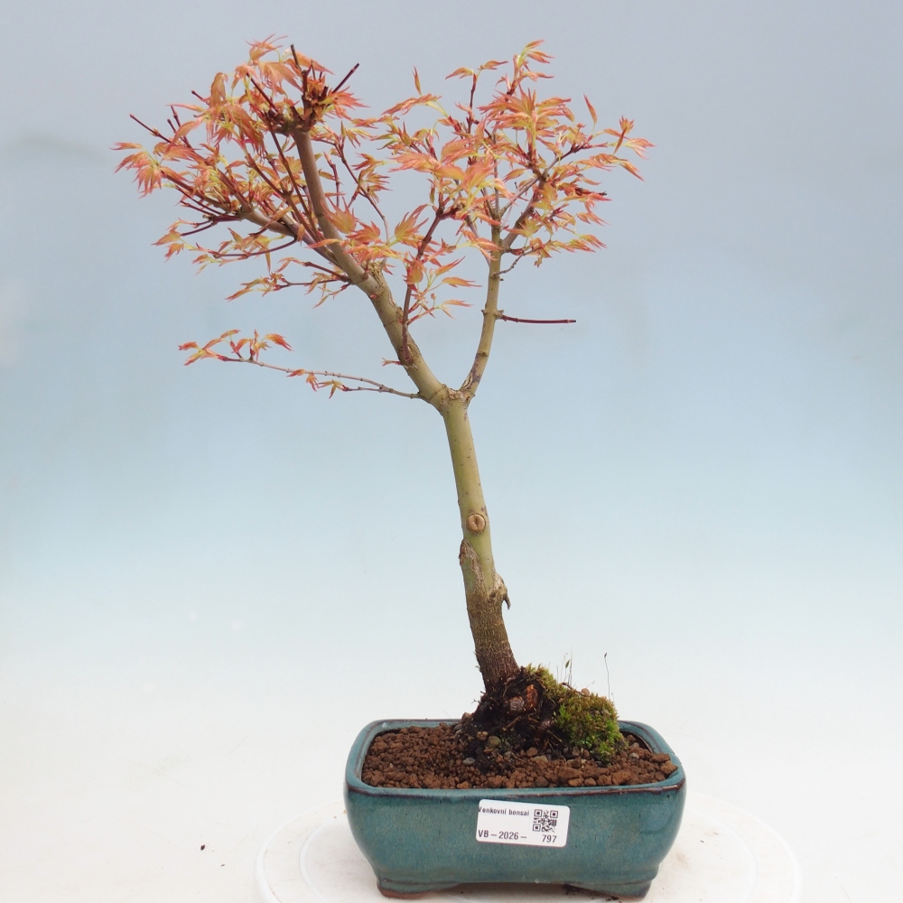 Javor poľný - Acer palmatum Beni Tsukasa