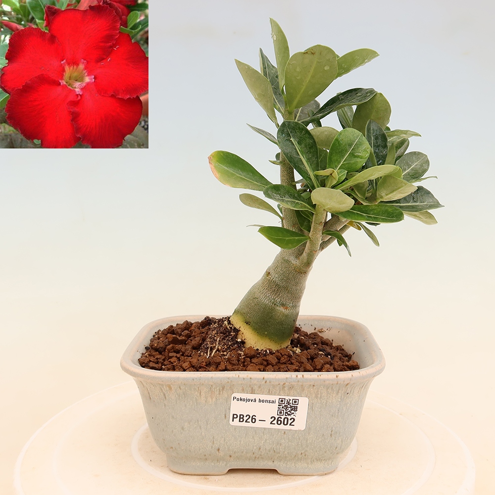 Izba bonsai – Adenium obesum Red Star – Púštna ruža