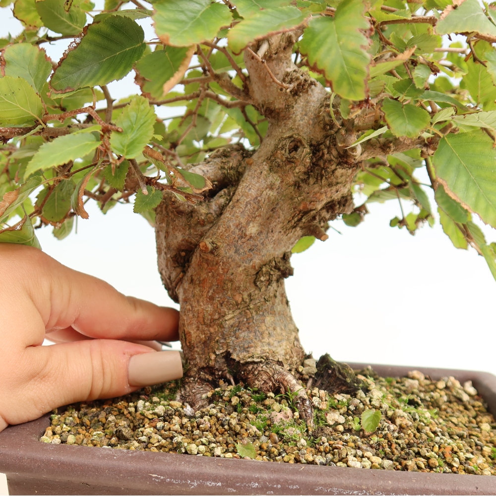 Vonkajšie bonsaje -Carpinus CARPINOIDES - Hrab kórejský
