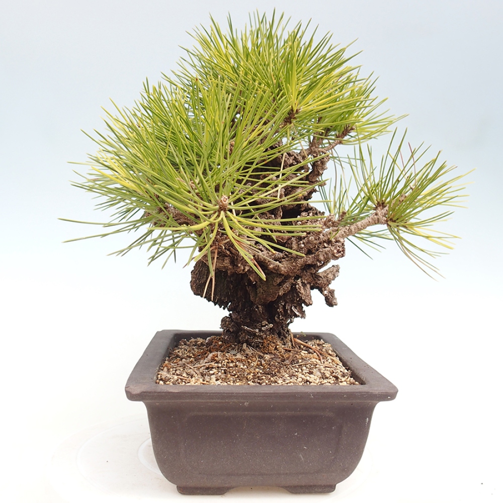 Vonkajšie bonsaje - Pinus thunbergii - borovica Thunbergova