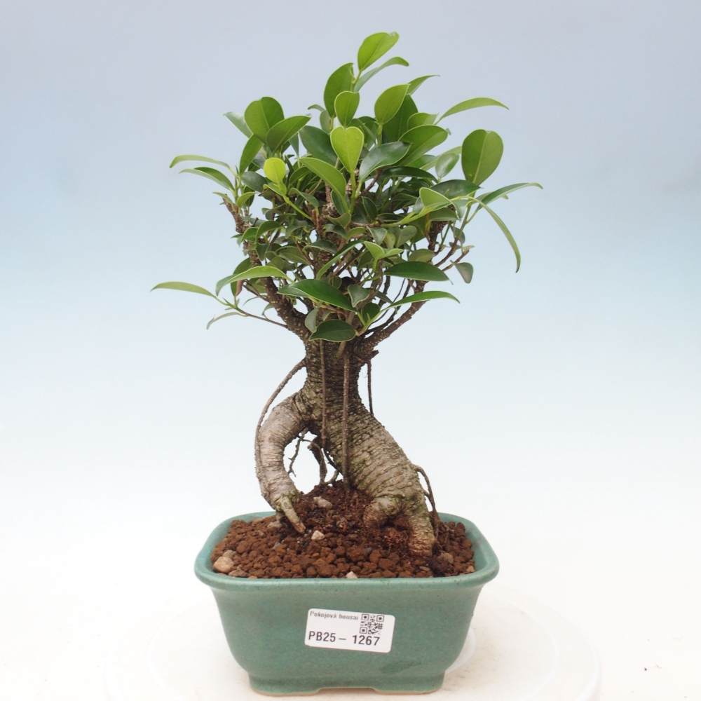 Izbová bonsai - Ficus retusa - malolistá fikus
