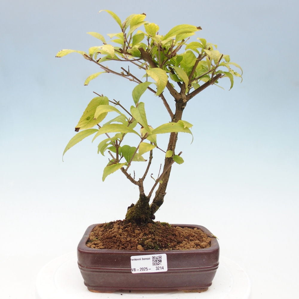 Vonkajšia bonsai - krásnoplodka - Callicarpa jap. Leucocarpa