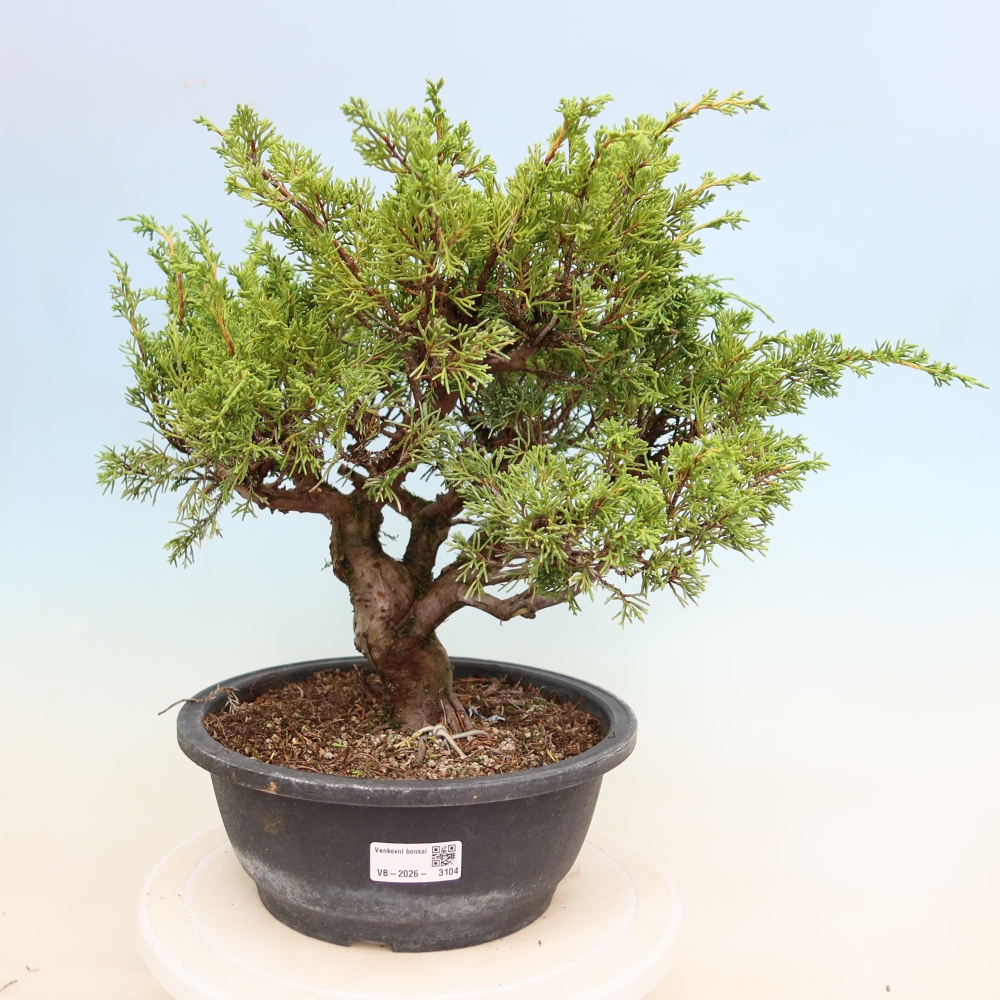Vonkajší bonsai – Juniperus chinensis Itoigawa – čínsky jalovec