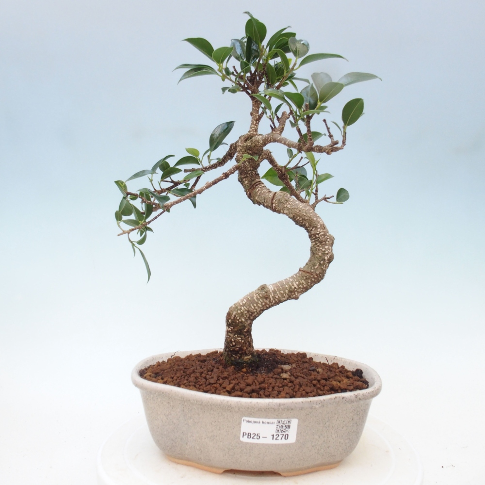 Izbová bonsai - Ficus retusa - malolistá fikus