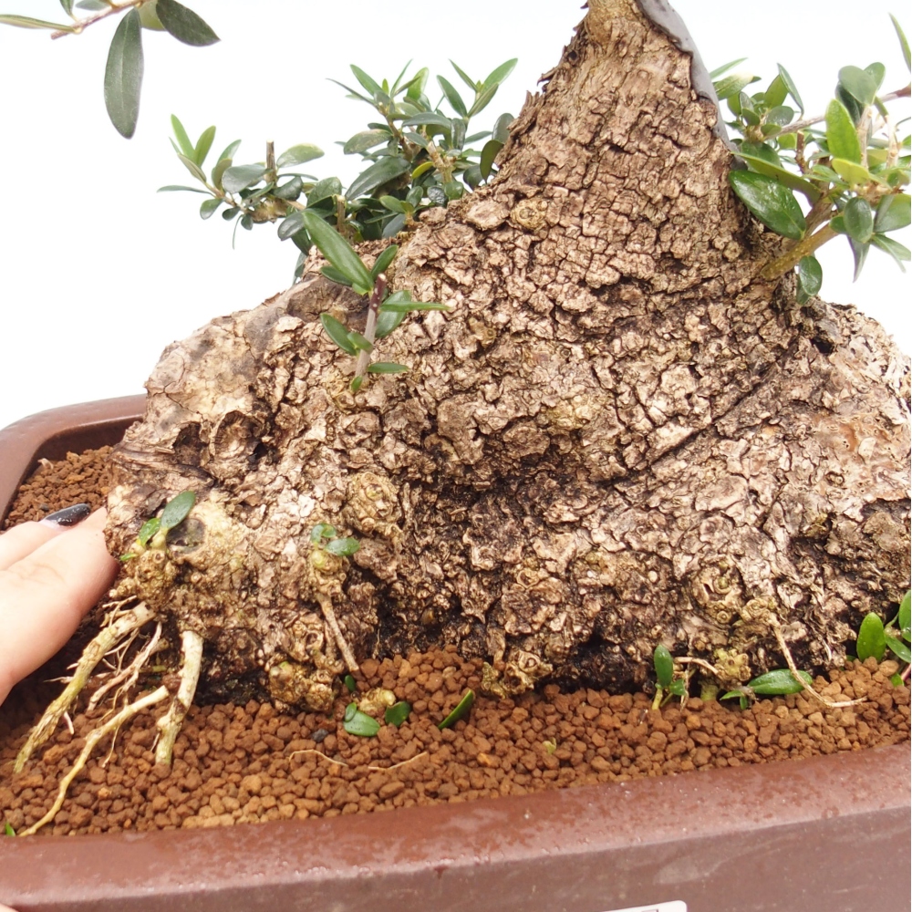 Izbová bonsai - Olea europaea sylvestris -Oliva evropská drobnolistá