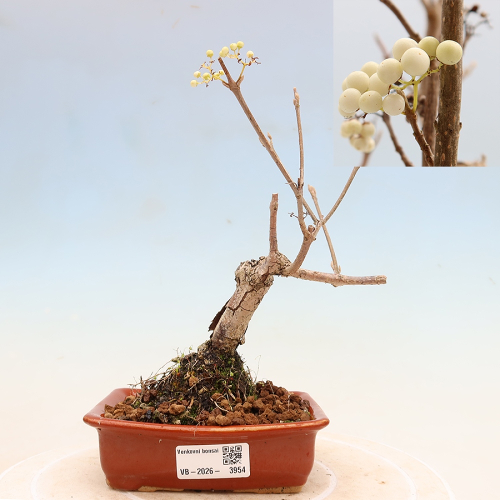 Vonkajší bonsai – Callicarpa bodinieri Snowqueen – krásnoplodka