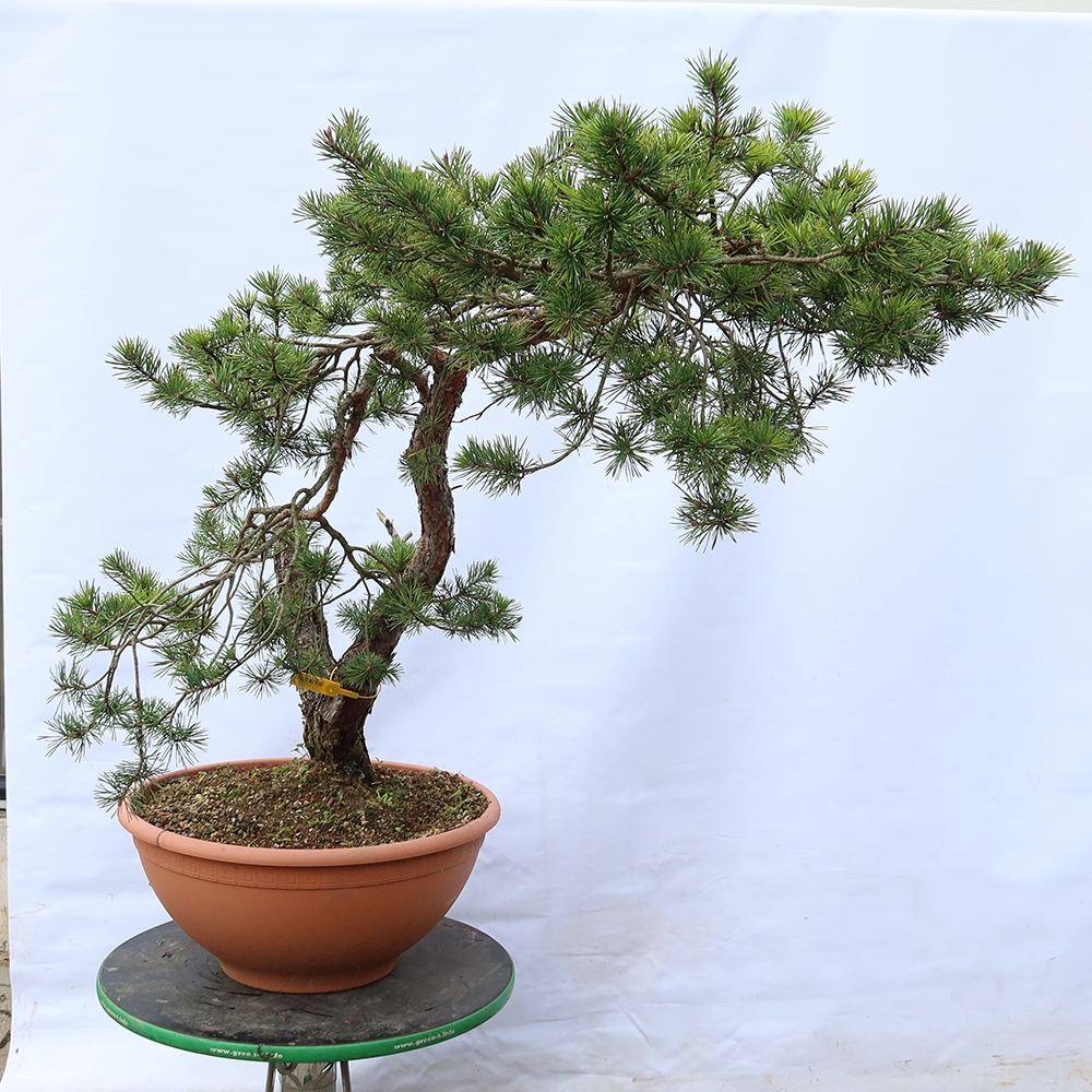 Pinus sylvestris Španielsko – borovica lesná