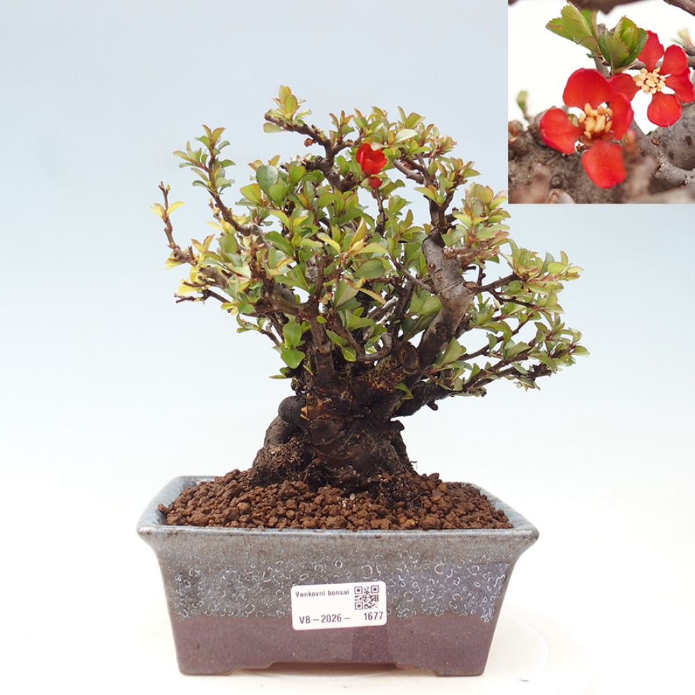 Vonkajšie bonsaje - Chaneomeles speciosa - Kdoule