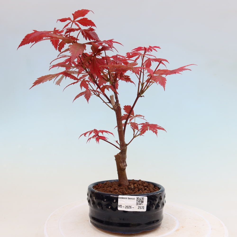 Vonkajšia bonsaj - palma Acer. Atropurpureum-Javor palmový