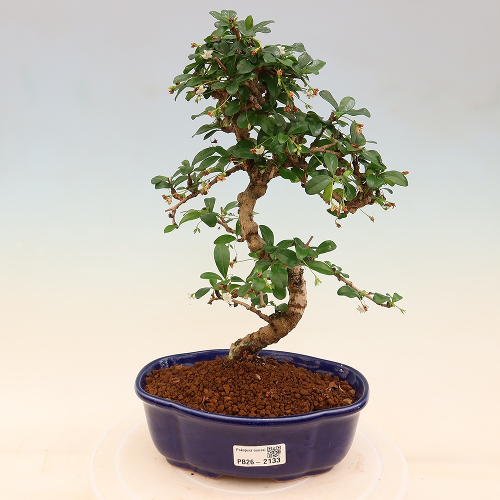 Izbové bonsaje - Carmona macrophylla - Tea fuki
