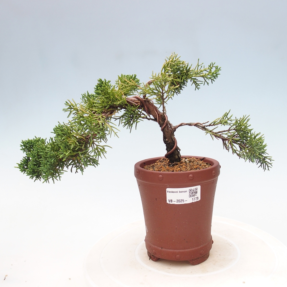 Vonkajší bonsai - Juniperus chinensis Kishu -Jalovec čínsky
