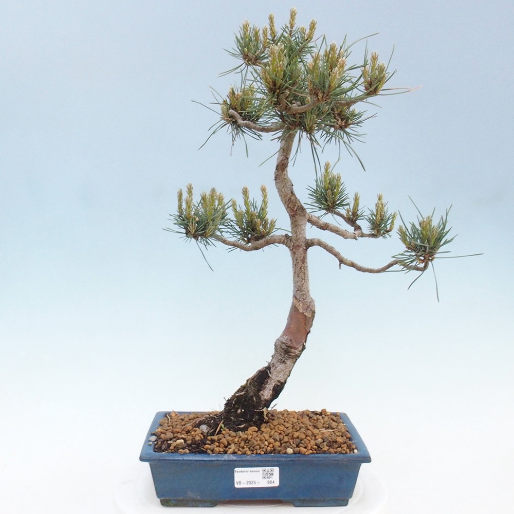 Vonkajšie bonsai - Pinus Sylvestris - Borovica lesná