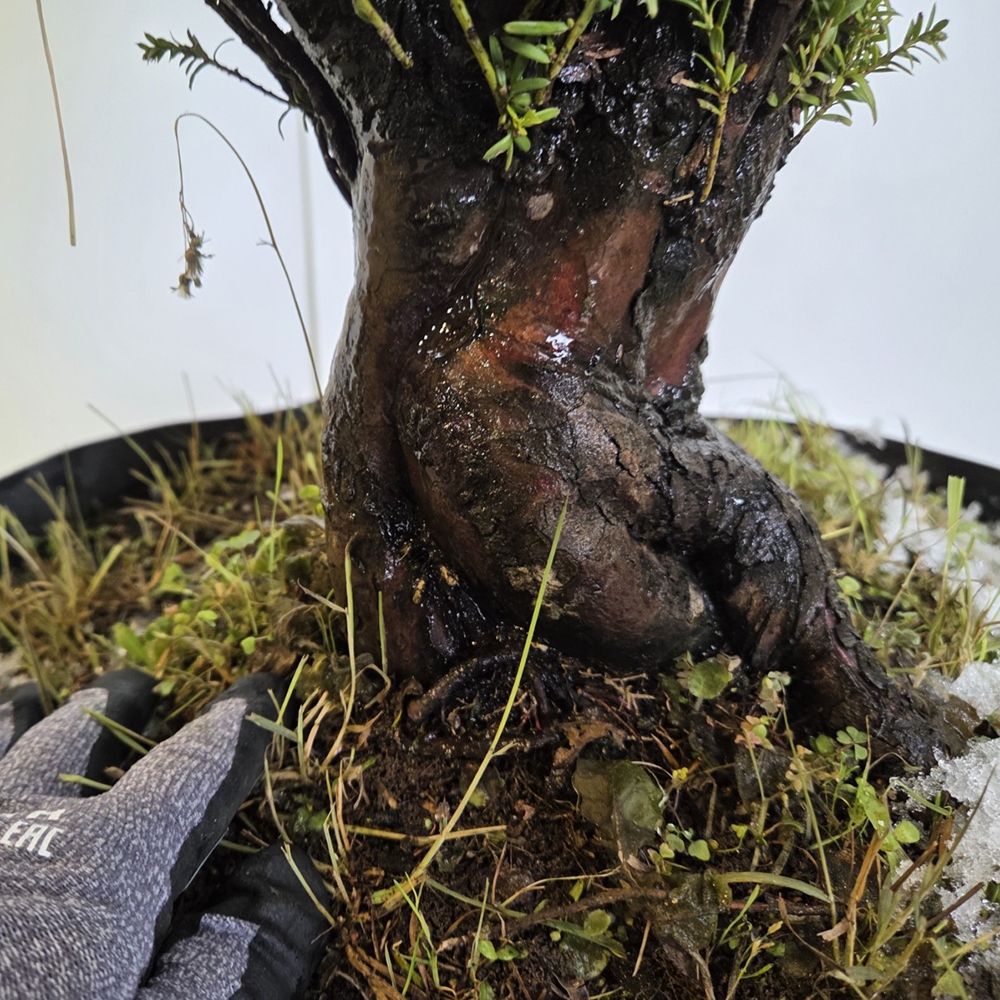 Vonkajší bonsaj japonský tis - Taxus cuspidata