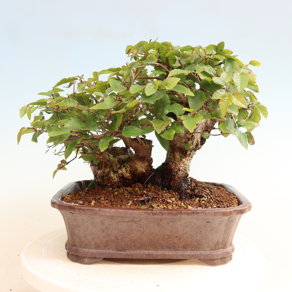 Vonkajšie bonsaje -Carpinus CARPINOIDES - Hrab kórejský