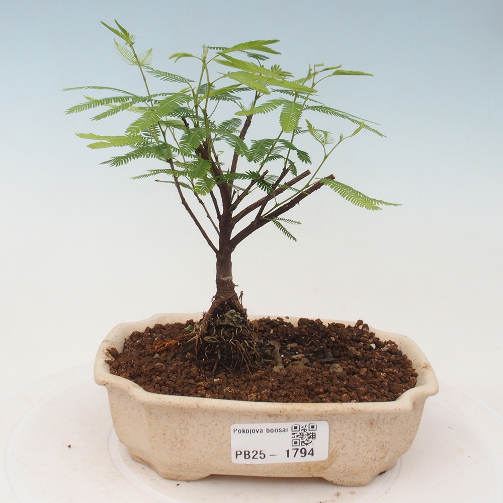 Izbová bonsai-Calliandra surinamensis Dixie Pink-Kaliandra Suriámska