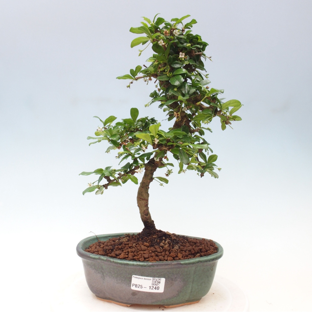 Izbová bonsai - Carmona macrophylla - Čaj fuki