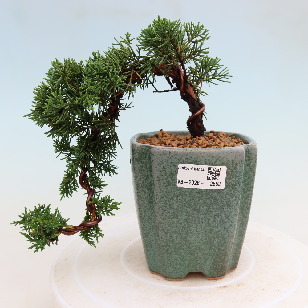Vonkajší bonsaj - Juniperus chinensis Kishu