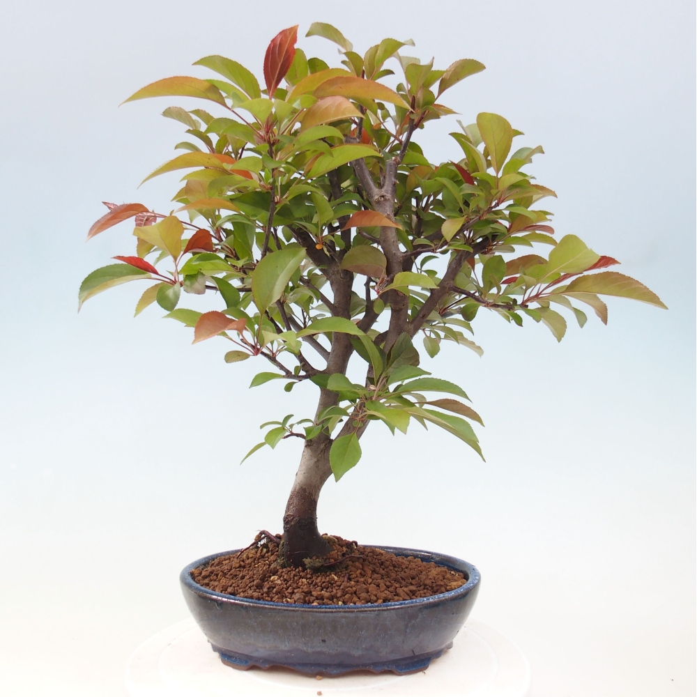 Vonkajší bonsai -Malus domestica - Maloplodá jabloň červenolistá