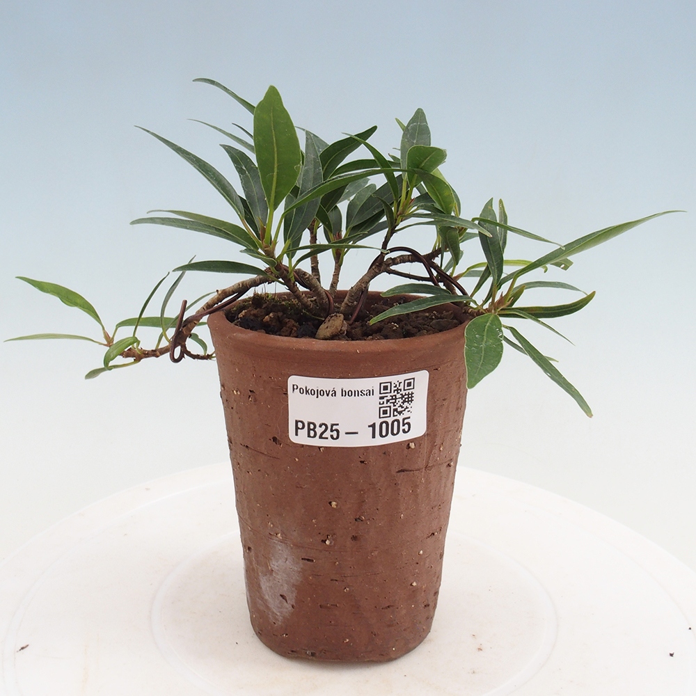 Izbová bonsai - Ficus nerifolia - malolistý fikus