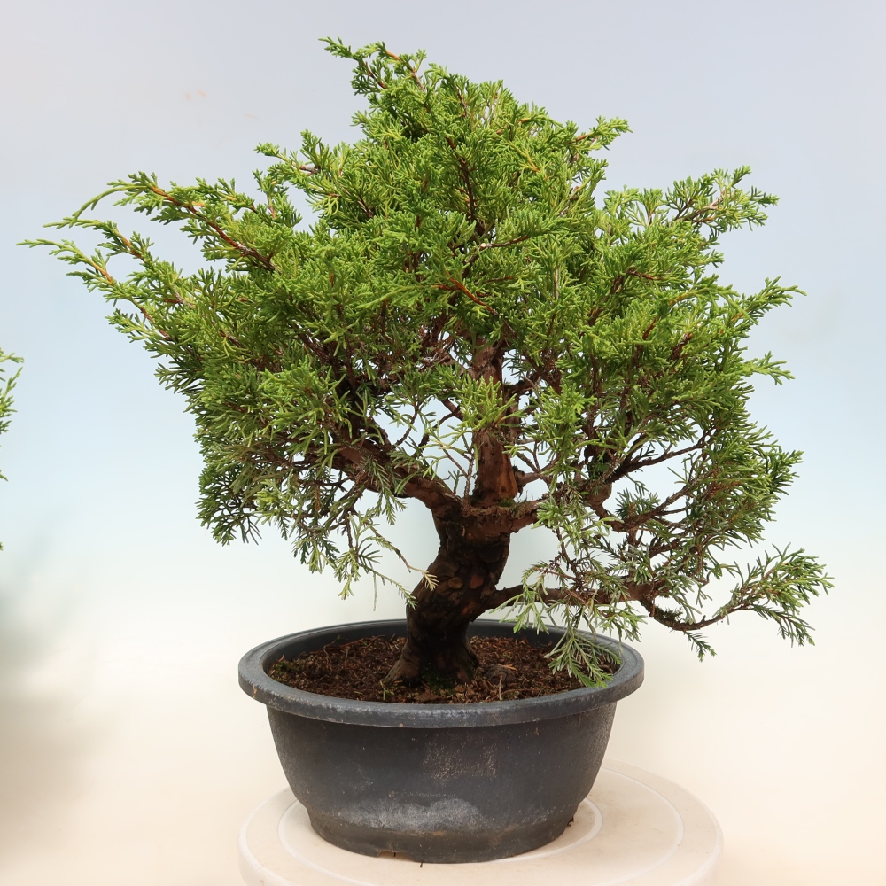 Vonkajší bonsai – Juniperus chinensis Itoigawa – čínsky jalovec