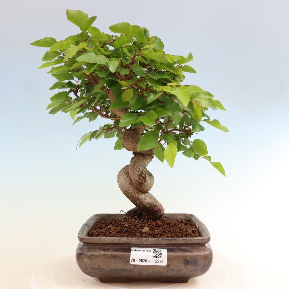 Vonkajší bonsaj -Carpinus coreana - Hrab kórejský