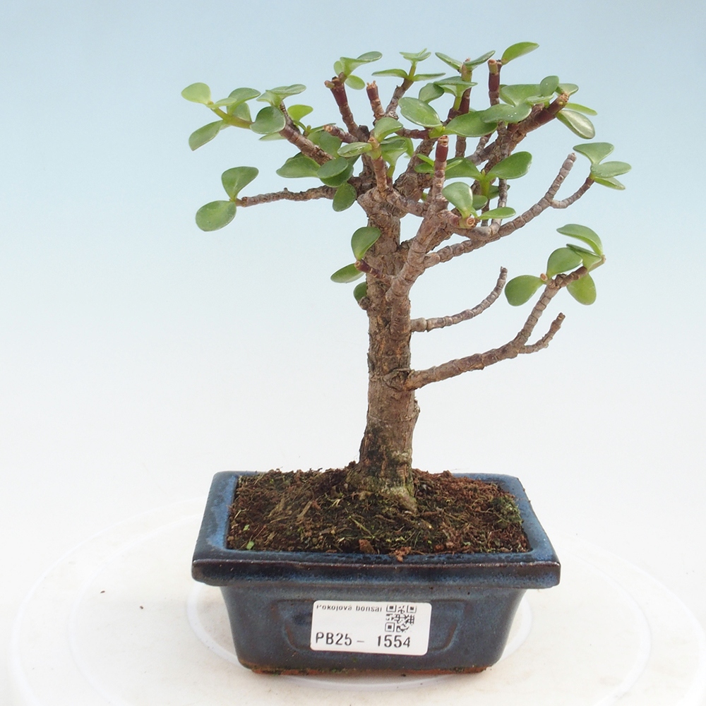 Izbová bonsai - Portulakaria Afra - Tlustice