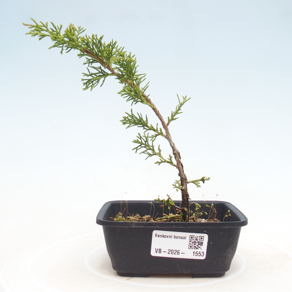 Vonkajší bonsaj - Juniperus chinensis Itoigawa