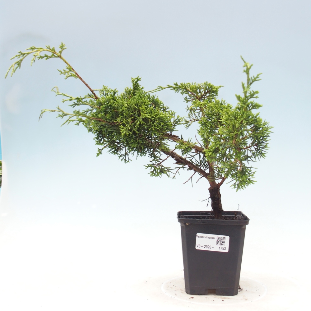 Vonkajší bonsaj - Juniperus chinensis Itoigawa