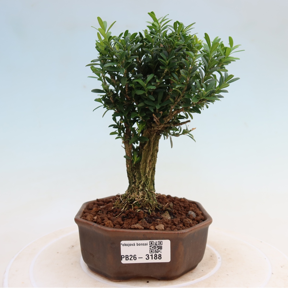 Izbové bonsaje - Buxus harlandii - korkový buxus