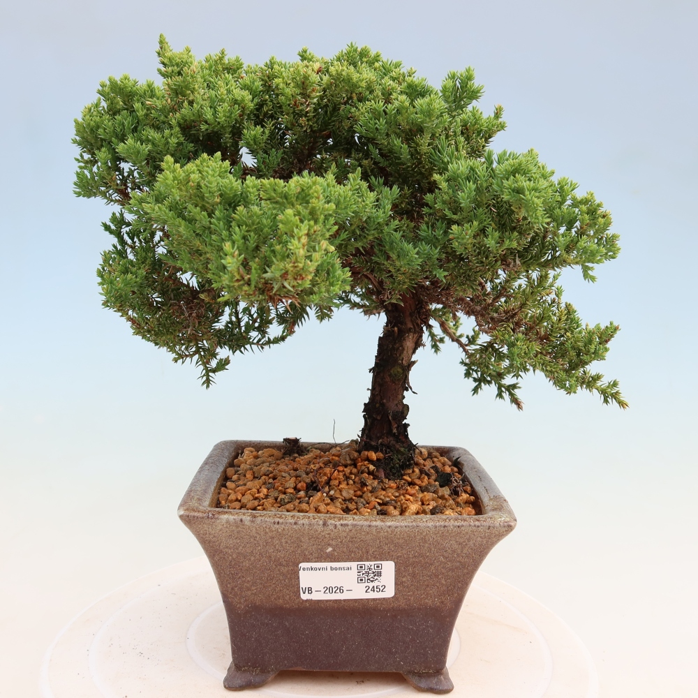 Vonkajší bonsai – Juniperus procumbens – Jalovec ležiaci