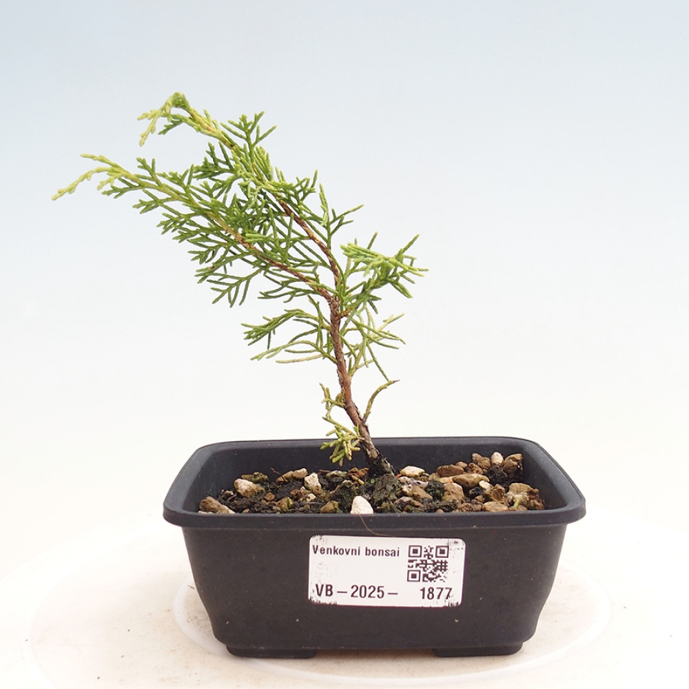 Vonkajší bonsai - Juniperus chinensis Itoigawa -Jalovec čínsky
