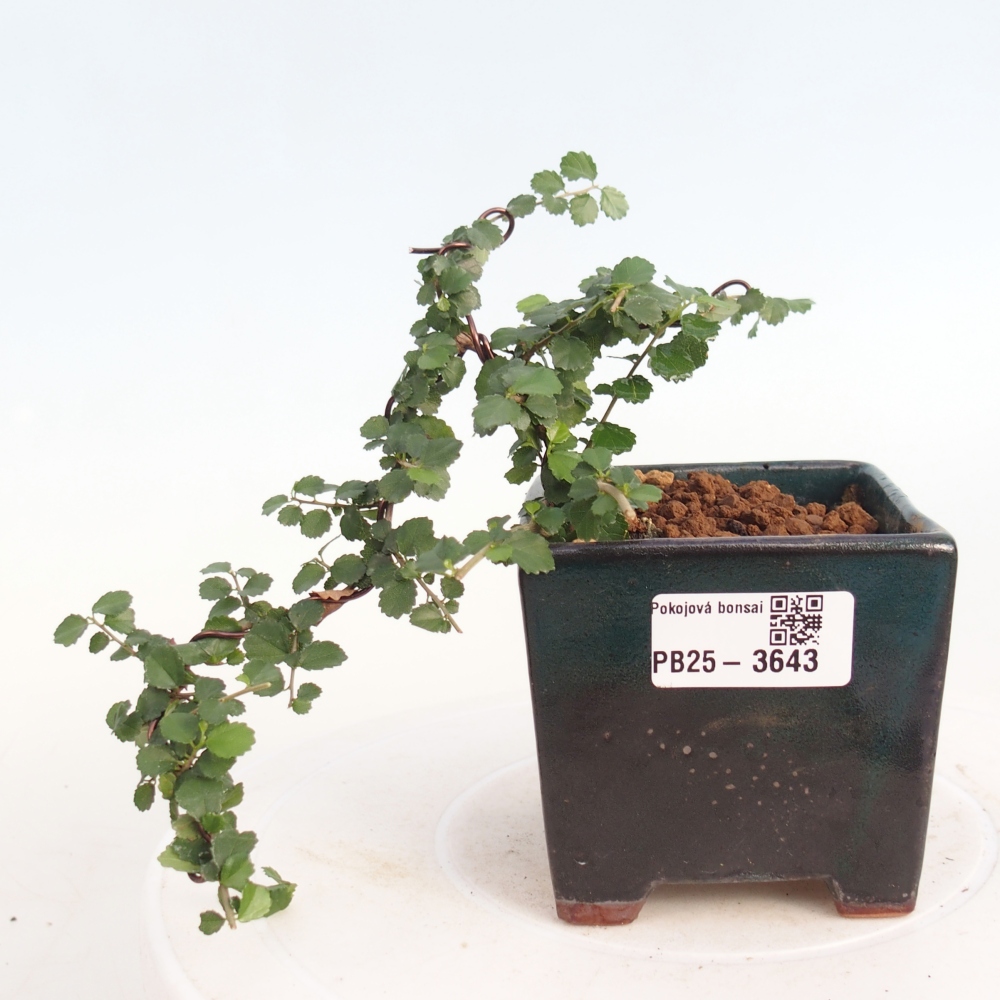 Izbový bonsaj - Grewia sp. - Grewia malafolia