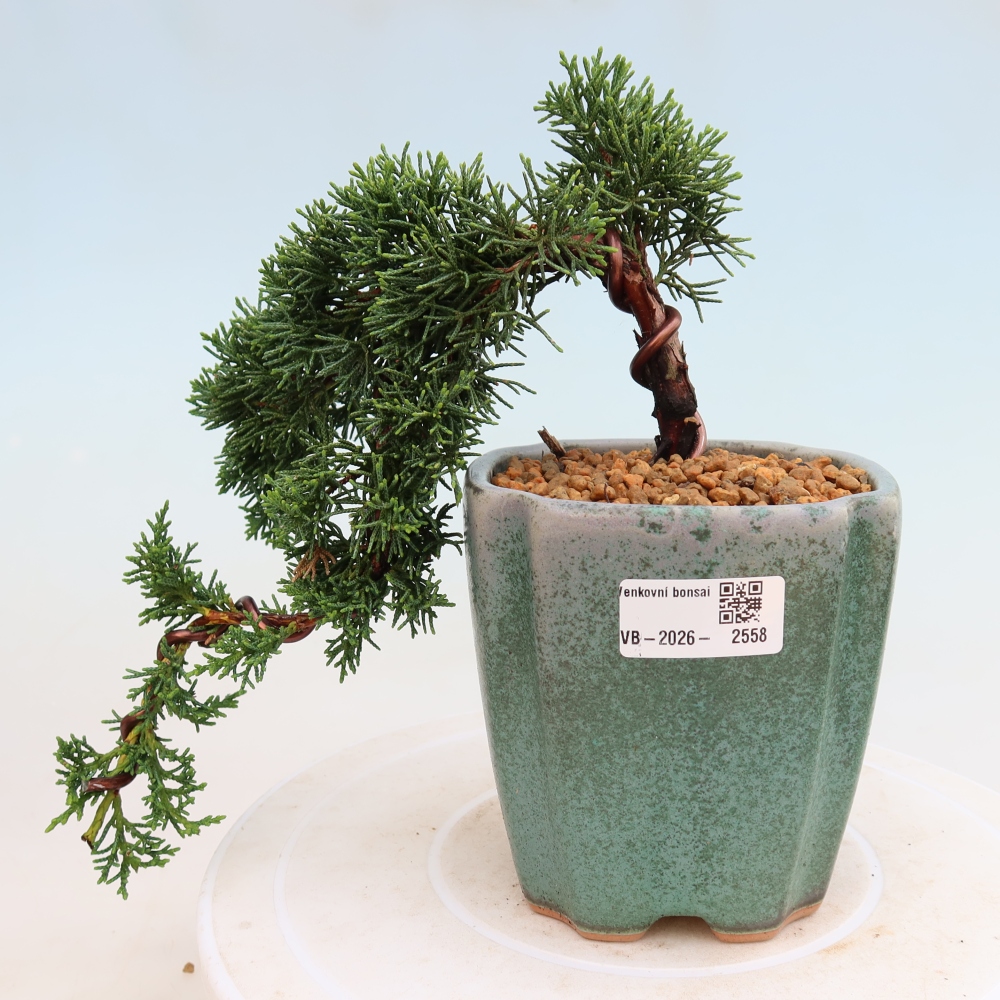 Vonkajší bonsaj - Juniperus chinensis Kishu
