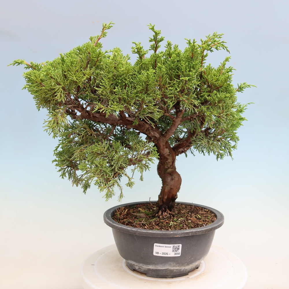 Vonkajší bonsai – Juniperus chinensis Itoigawa – čínsky jalovec
