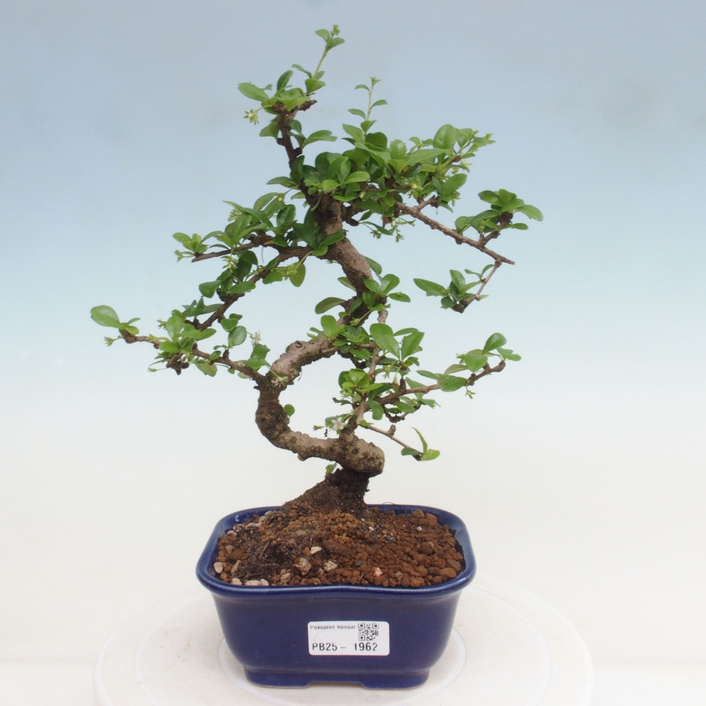 Izbová bonsai - Carmona macrophylla - Čaj fuki