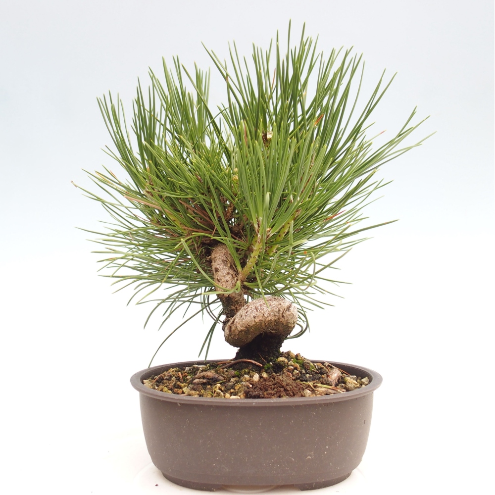 Vonkajší bonsai - Pinus thunbergii - Borovica thunbergova