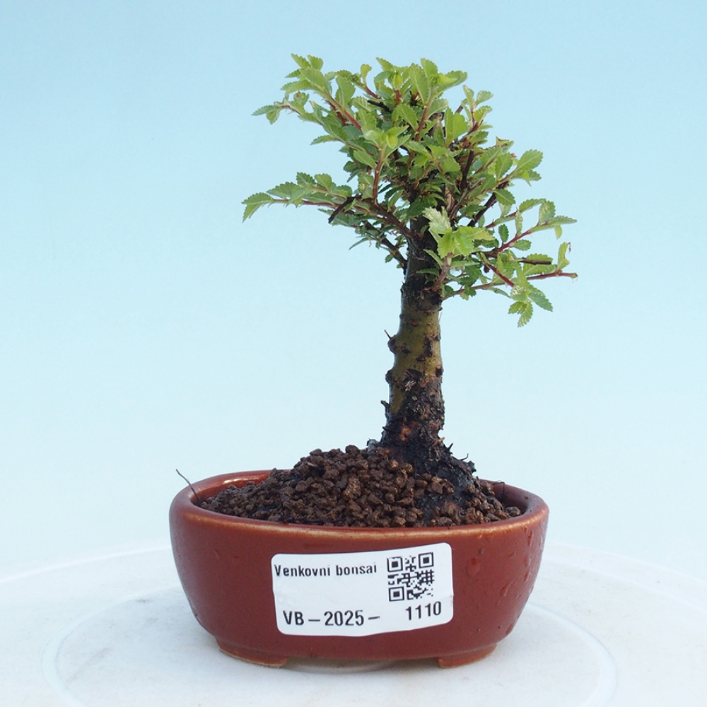 Vonkajší bonsai - Ulmus parvifolia Sagei - Malolistý brest