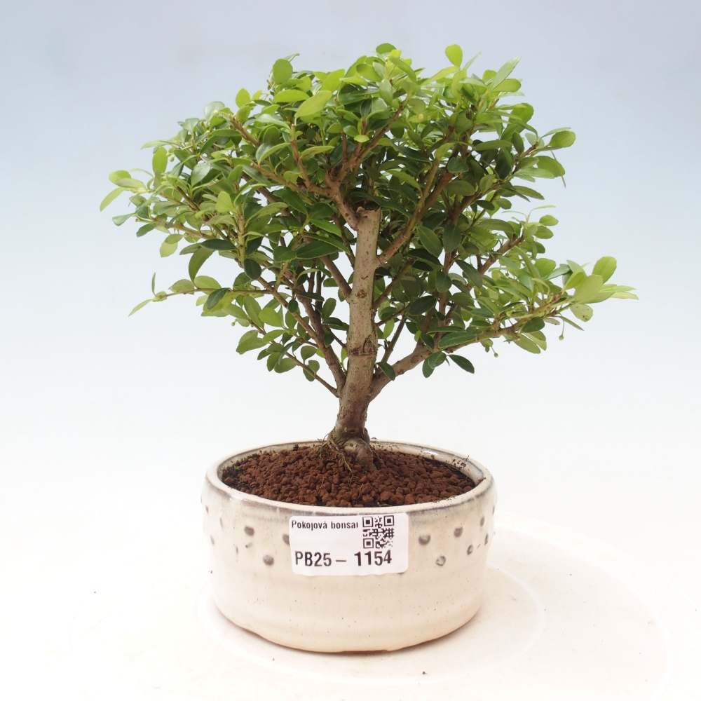 Izbová bonsai - Ilex crenata - Cezmína
