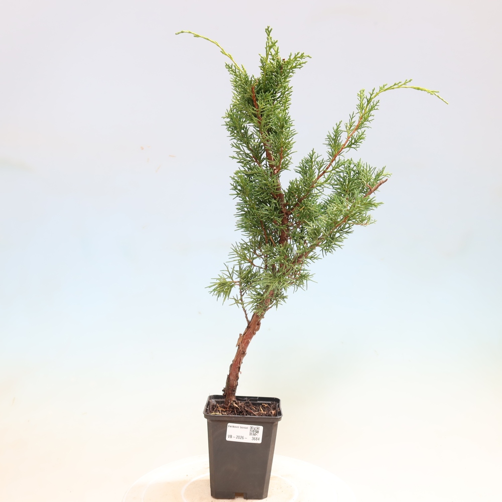 Vonkajší bonsaj - Juniperus chinensis Kishu