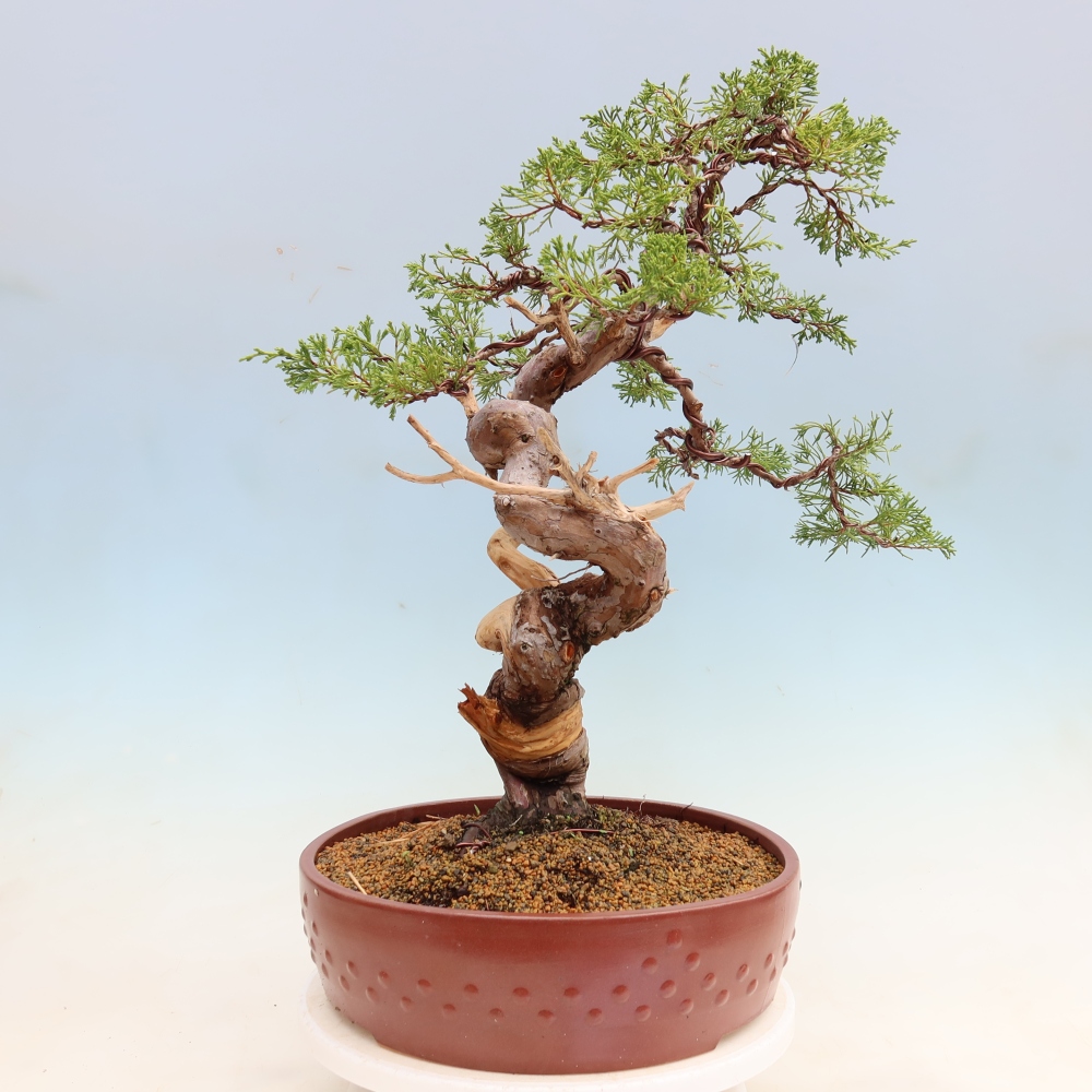 Vonkajší bonsai – Juniperus chinensis Itoigawa – čínsky jalovec