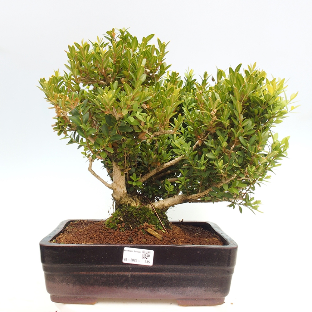 Vonkajšie bonsai - Buxus sempervirens - krušpán