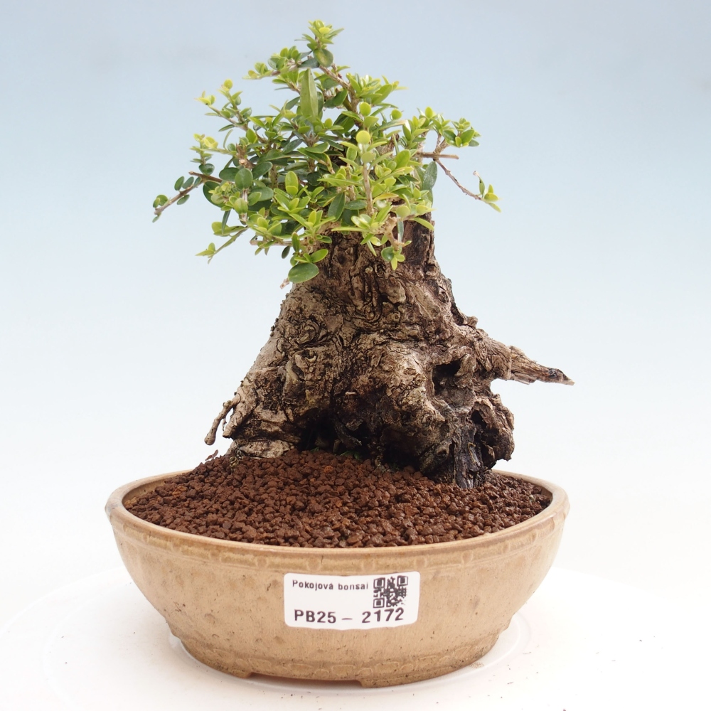 Izbová bonsai - Olea europaea sylvestris -Oliva evropská drobnolistá