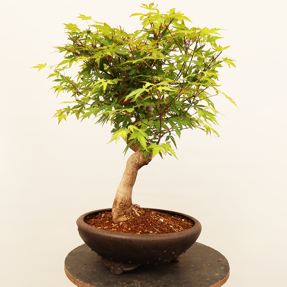 Vonkajšie bonsaje - Maple palmatum - Palmy
