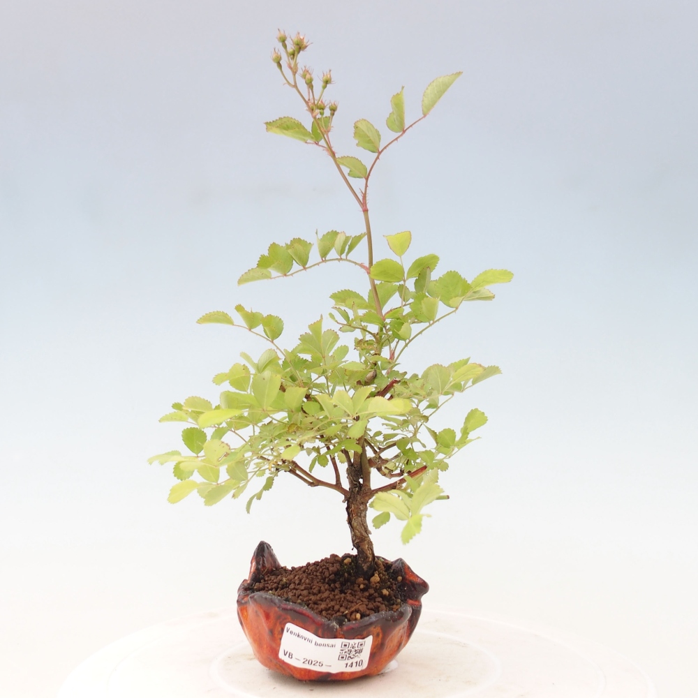 Vonkajší bonsai - Rosa sp. - malokvetá ruža