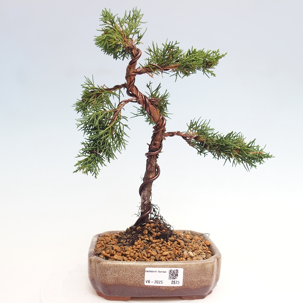 Vonkajší bonsai - Juniperus chinensis Kishu -Jalovec čínsky
