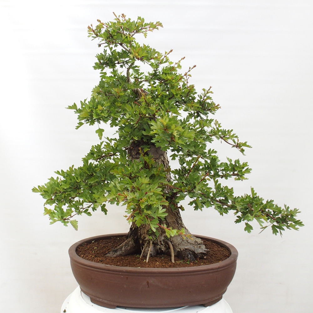 Vonkajší bonsai - Hloh - Crataegus monogyna
